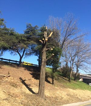 Stop Topping Trees! - Heath Tree Service